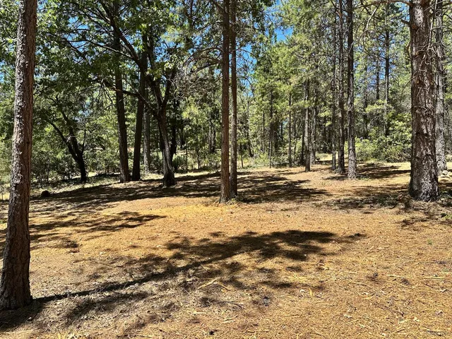 a view of dirt yard with a large tree