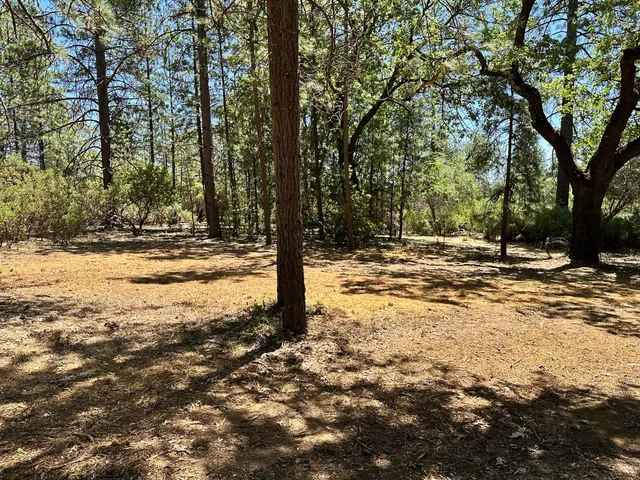 a view of a yard with trees