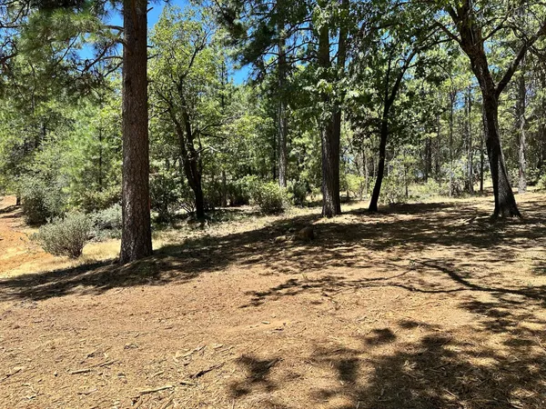 a view of a yard with plants and trees