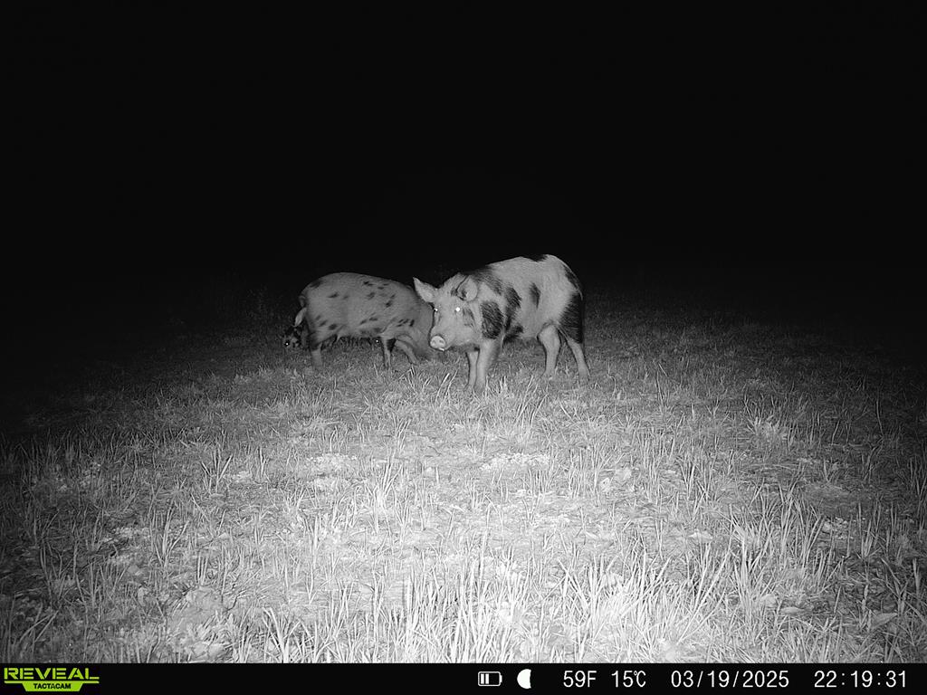 0 Macedonia Ch Road Columbia, AL 36319 - Photo 56 of 61