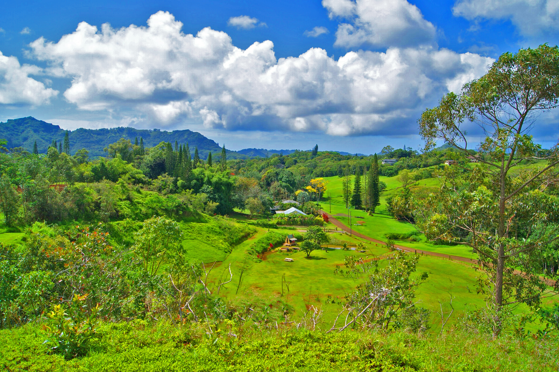 6630 Kipapa Road Kapaa, HI 96746 - Photo 15 of 20 a view of a bunch of trees