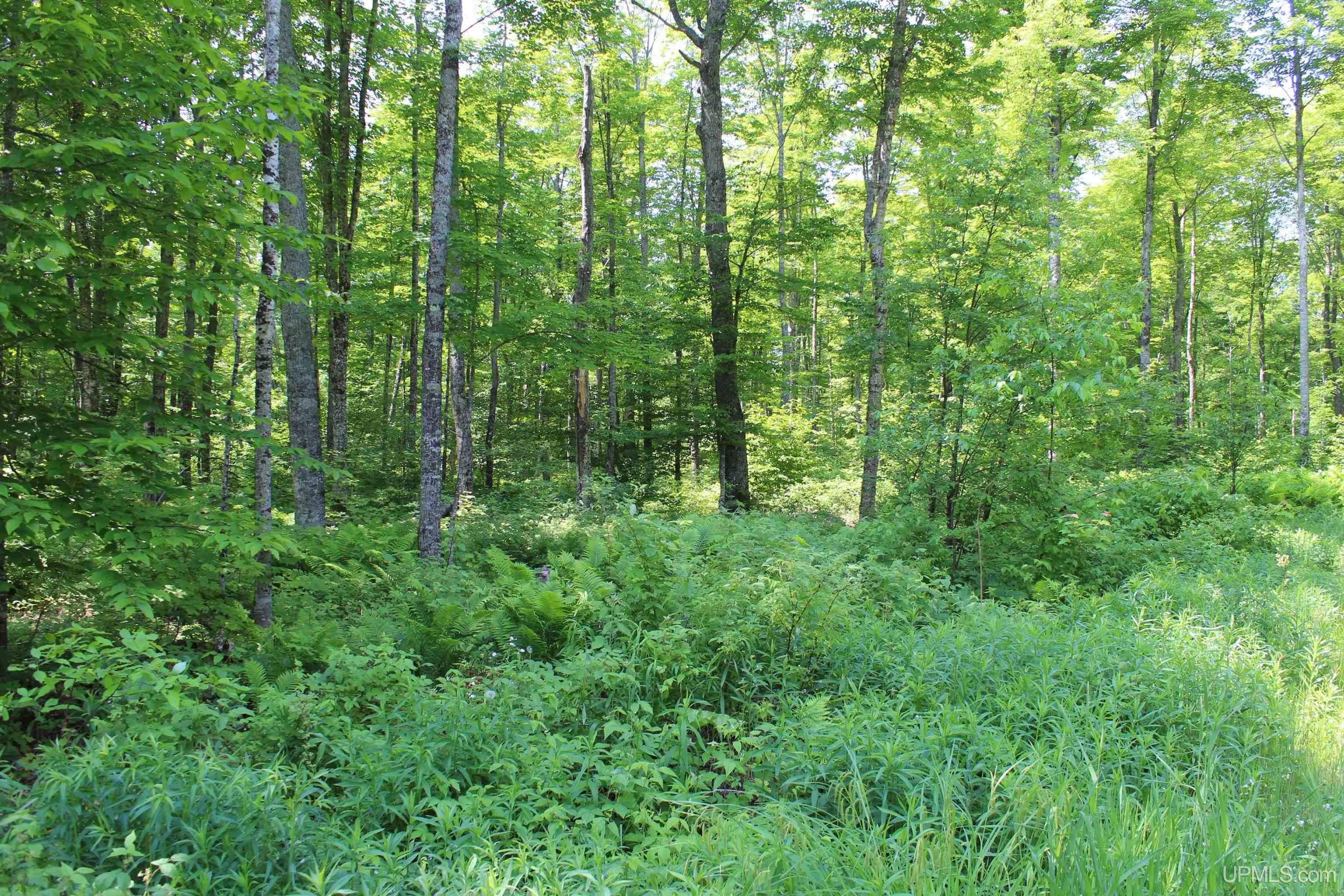 On East Shingleton Road Shingleton, MI 49884 - Photo 16 of 32