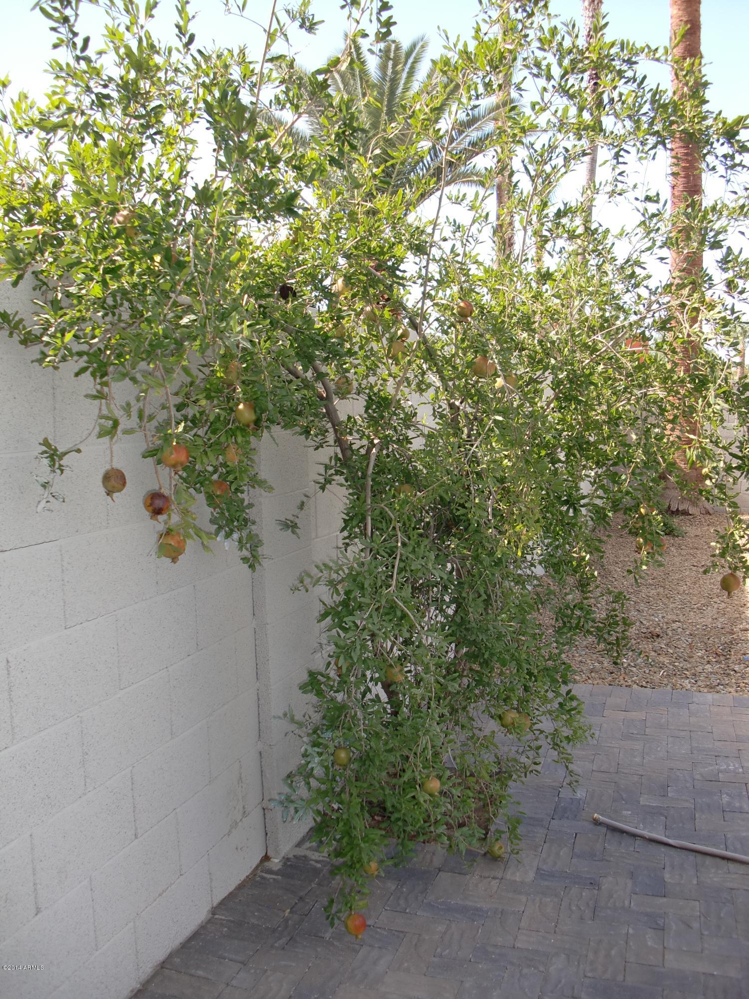 4301 East Redfield Road Phoenix, AZ 85032 - Photo 59 of 65 CIMG5746