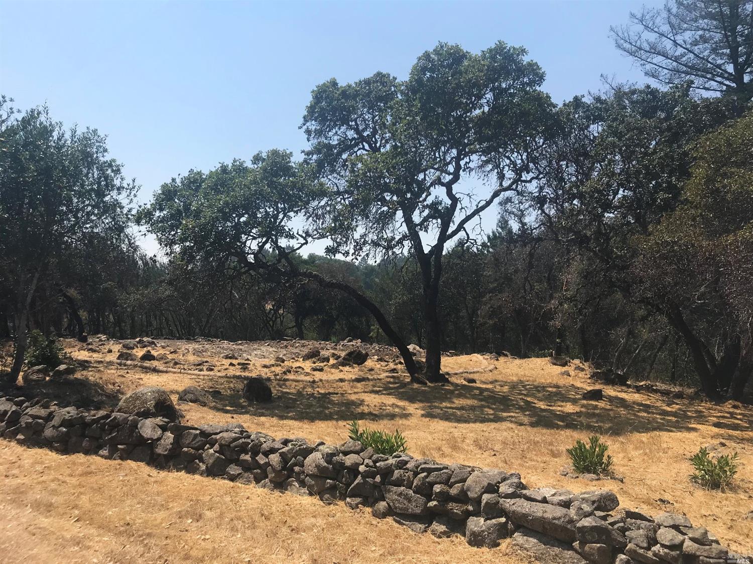 a view of a yard with a large tree
