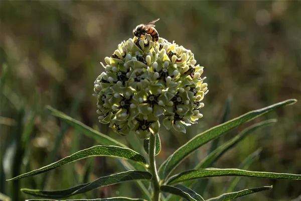 a close up of a plant in a pot