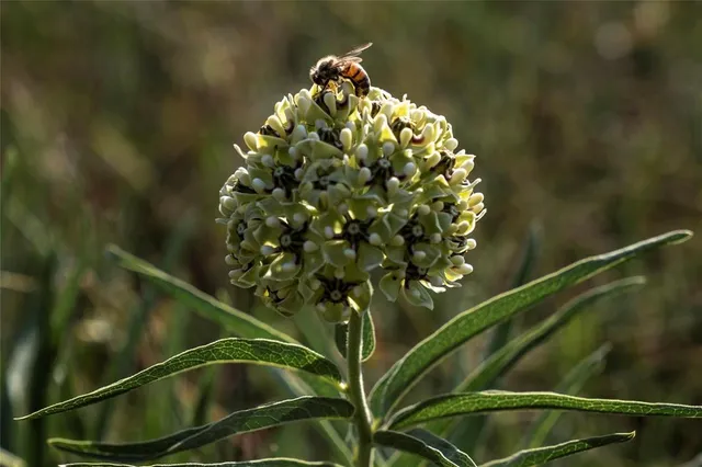 a close up of a plant in a pot