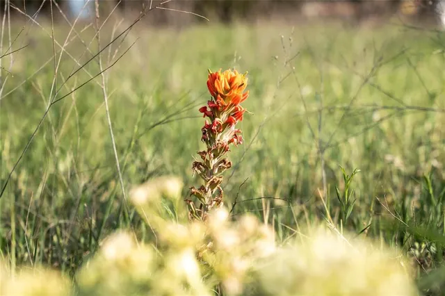 a close up of a plant in a garden