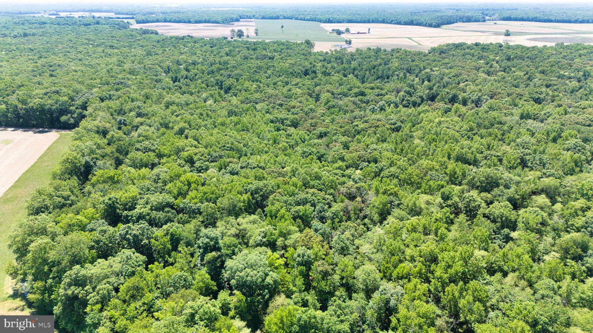 0 Trunk Road Henderson, MD 21640 - Photo 6 of 11 Lush green forest meets open fields.
