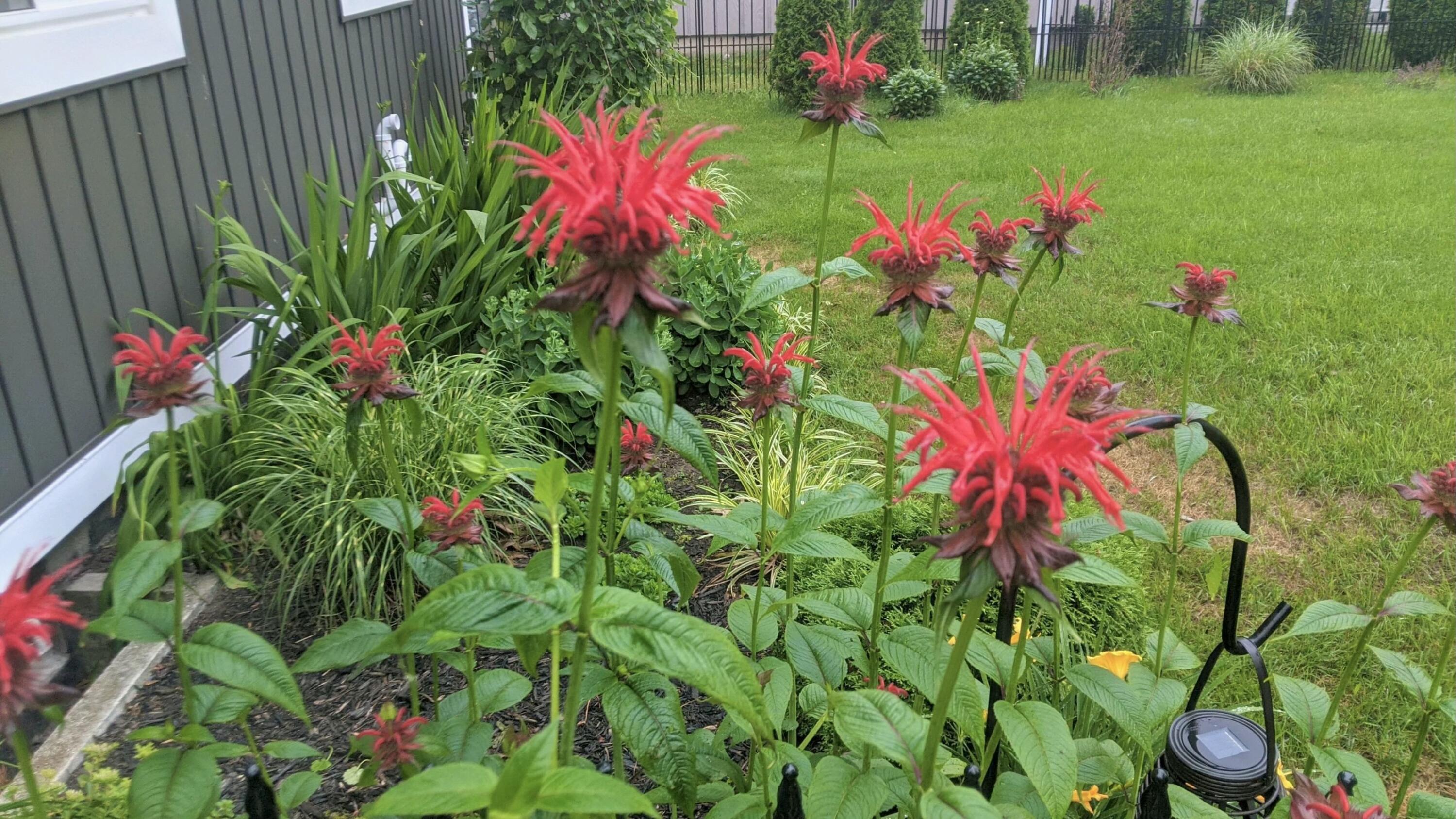 6959 Abrahamson Road Ludington, MI 49431 - Photo 45 of 54 red plant