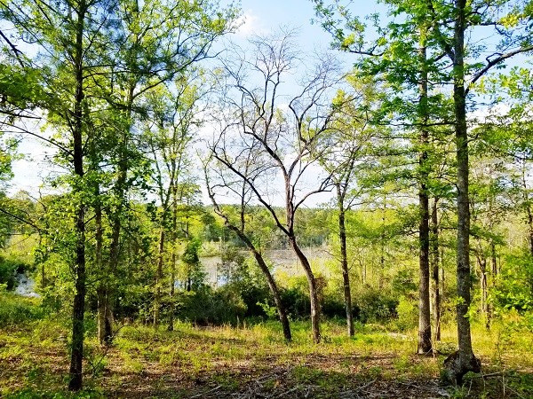 314 Grady Pond Road Batesburg, SC 29006 - Photo 22 of 24