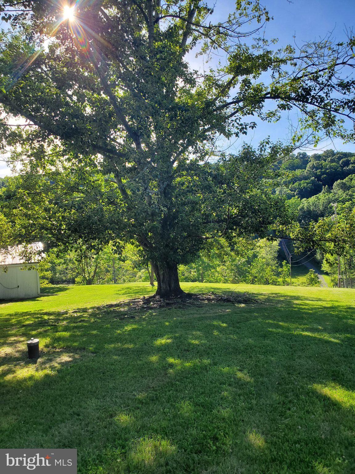7881 Ford Hill Road Rio, WV 26755 - Photo 4 of 27 Sunlit tree in a serene landscape.