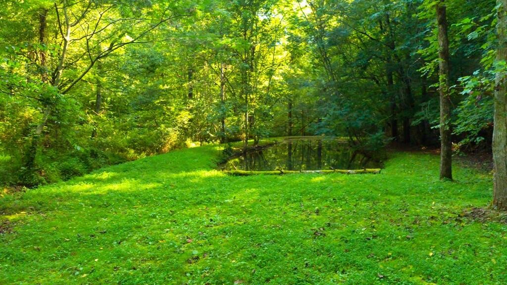 1253 Reliance Road Tellico Plains, TN 37385 - Photo 30 of 40 Gallery Image 30