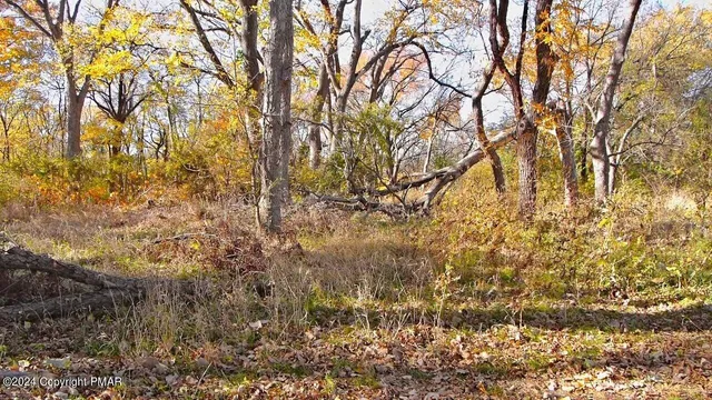 a view of a yard with plants and large trees