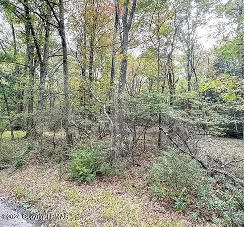 a view of a forest with trees in the background