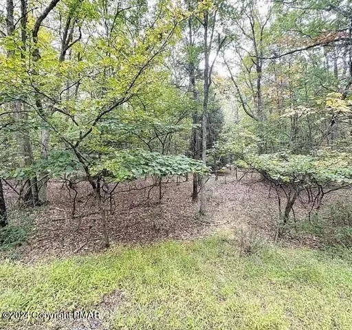 a view of a forest with trees