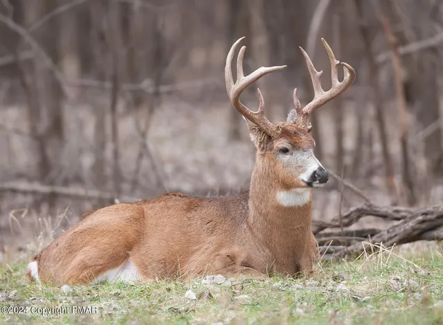 a view of a lush green forest