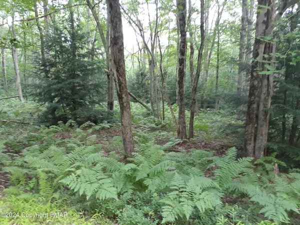 a view of forest