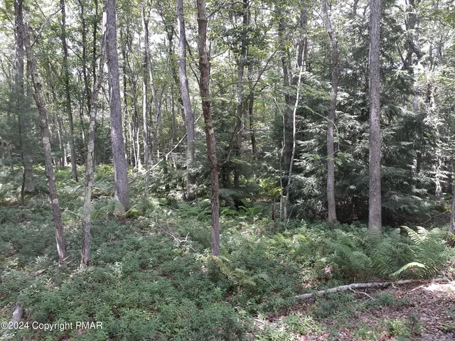 a view of a forest with trees in the background
