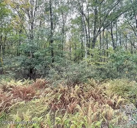 a view of a forest with trees in the background