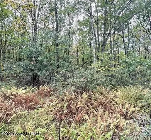 a view of a forest with trees in the background