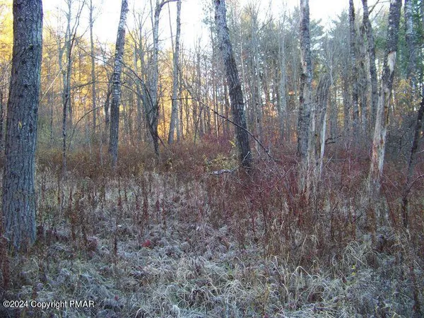 a view of forest