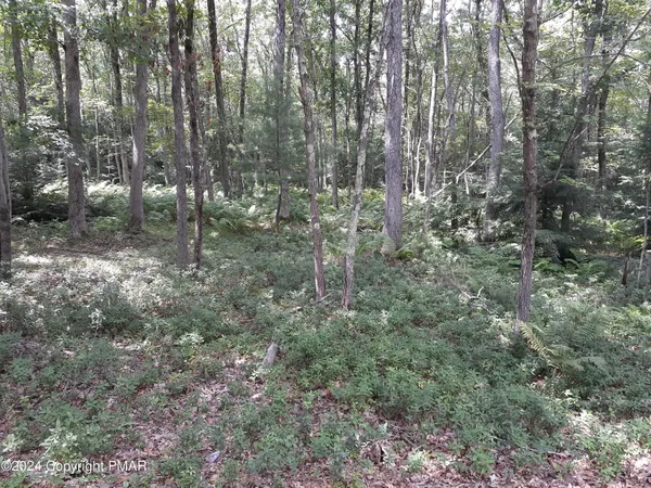 a view of a forest that has large trees