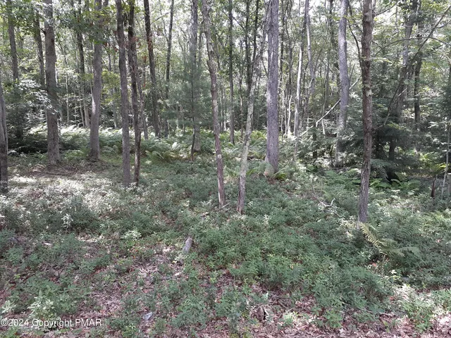 a view of a forest that has large trees