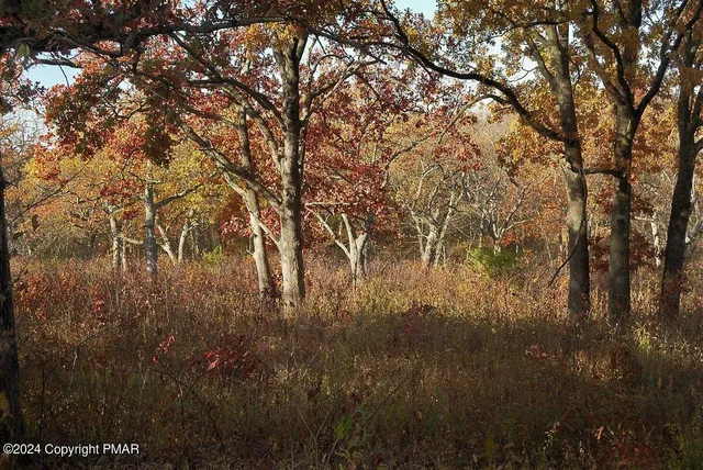 a view of a forest with trees