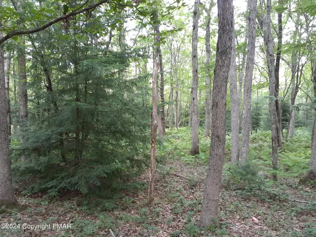 a view of a forest with large trees