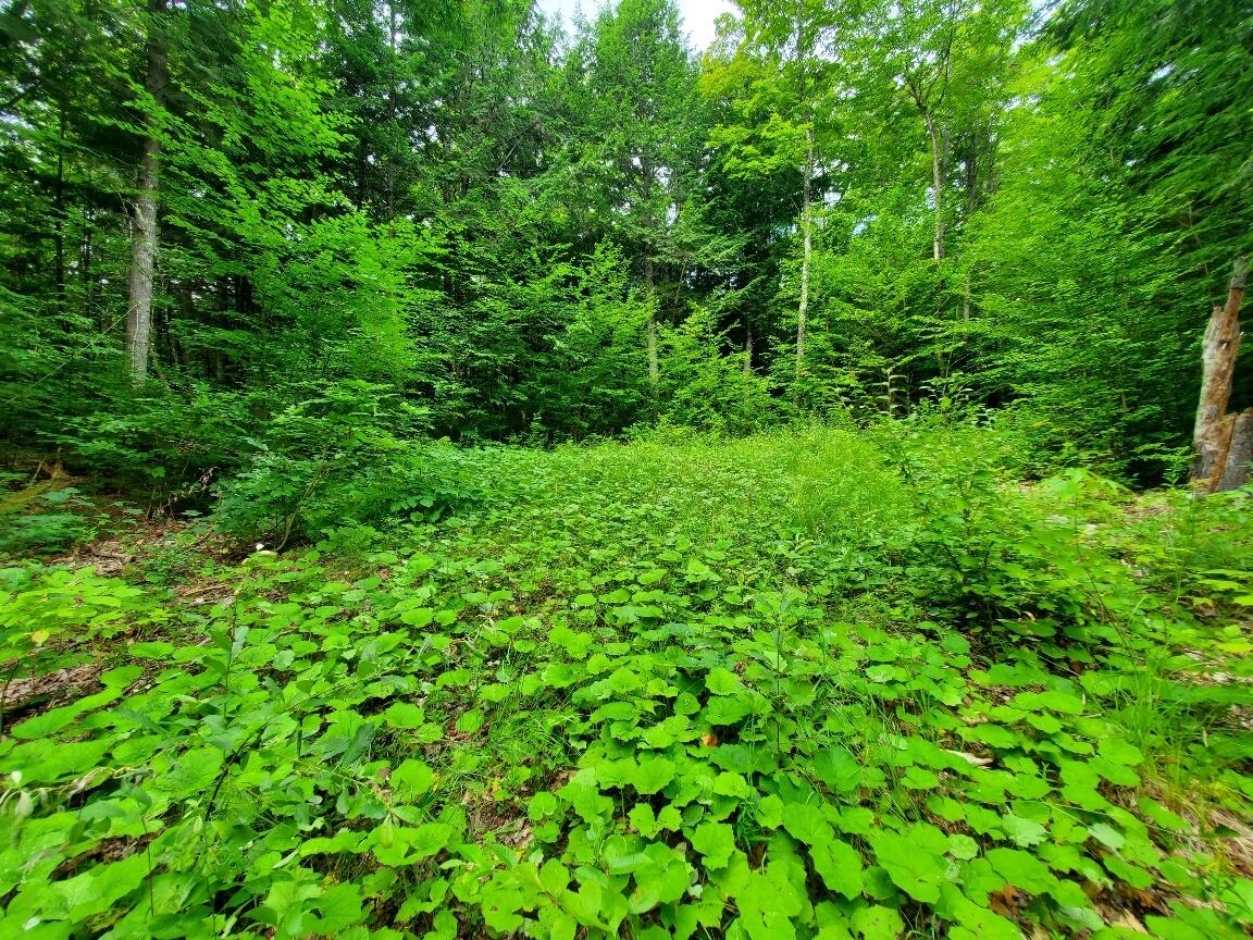 Map18-lot27 Sandy Beach Road Danforth, ME 04424 - Photo 11 of 28 going up driveway