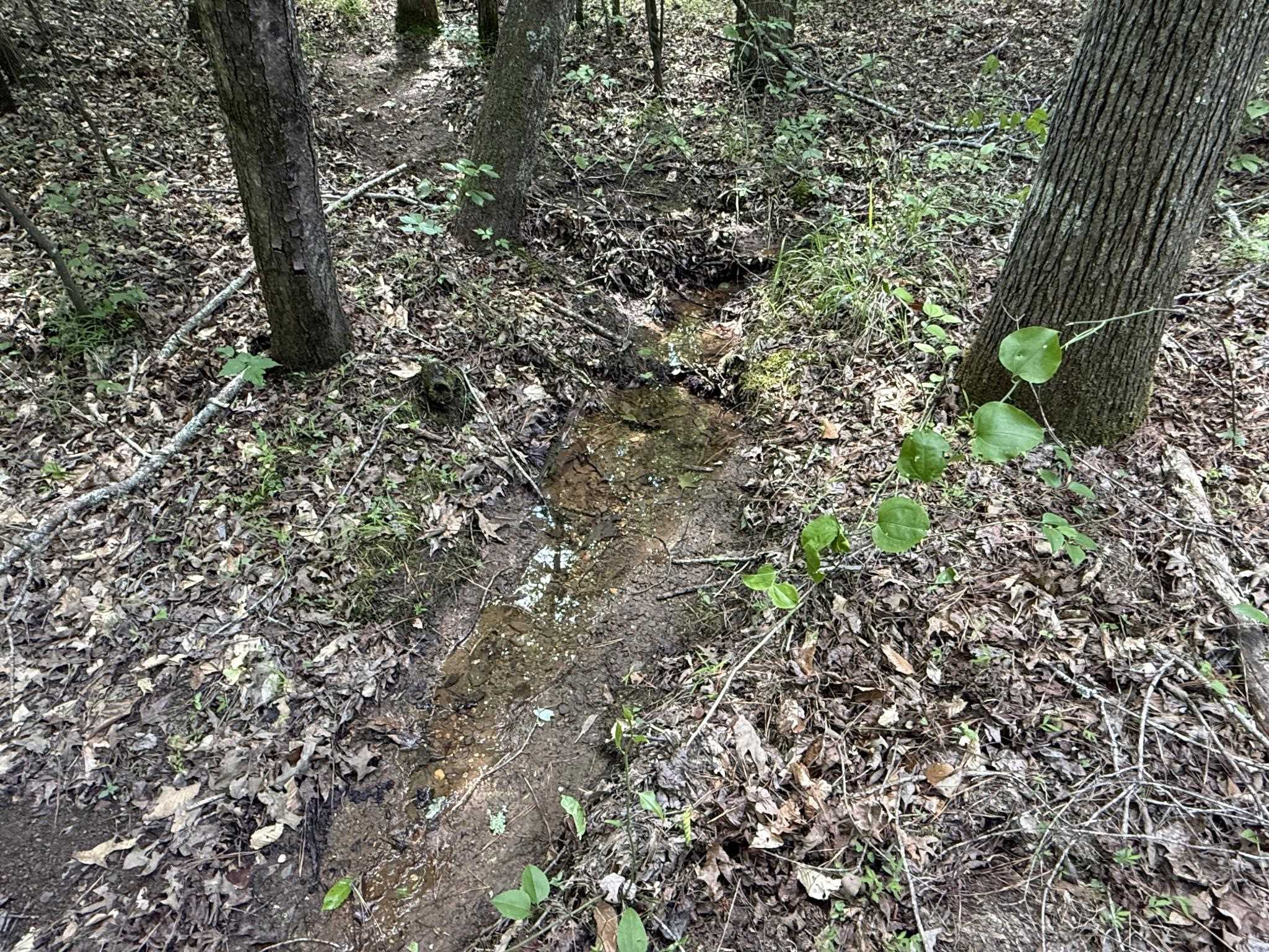 1 Carter Road Saltillo, TN 38370 - Photo 24 of 40 a plant that is in middle of forest
