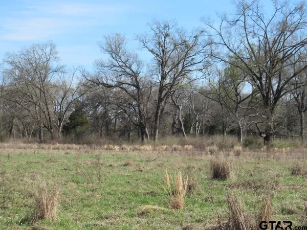 a view of a forest with large trees