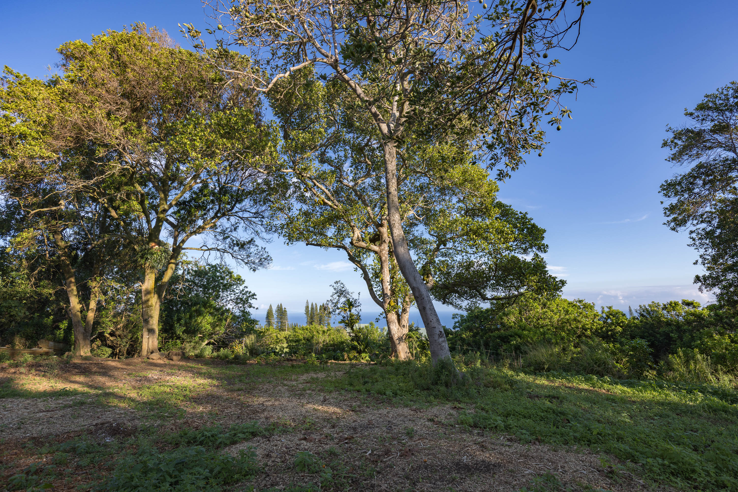 55-789 Lot 2 Hawi Road Hawi, HI 96719 - Photo 4 of 11