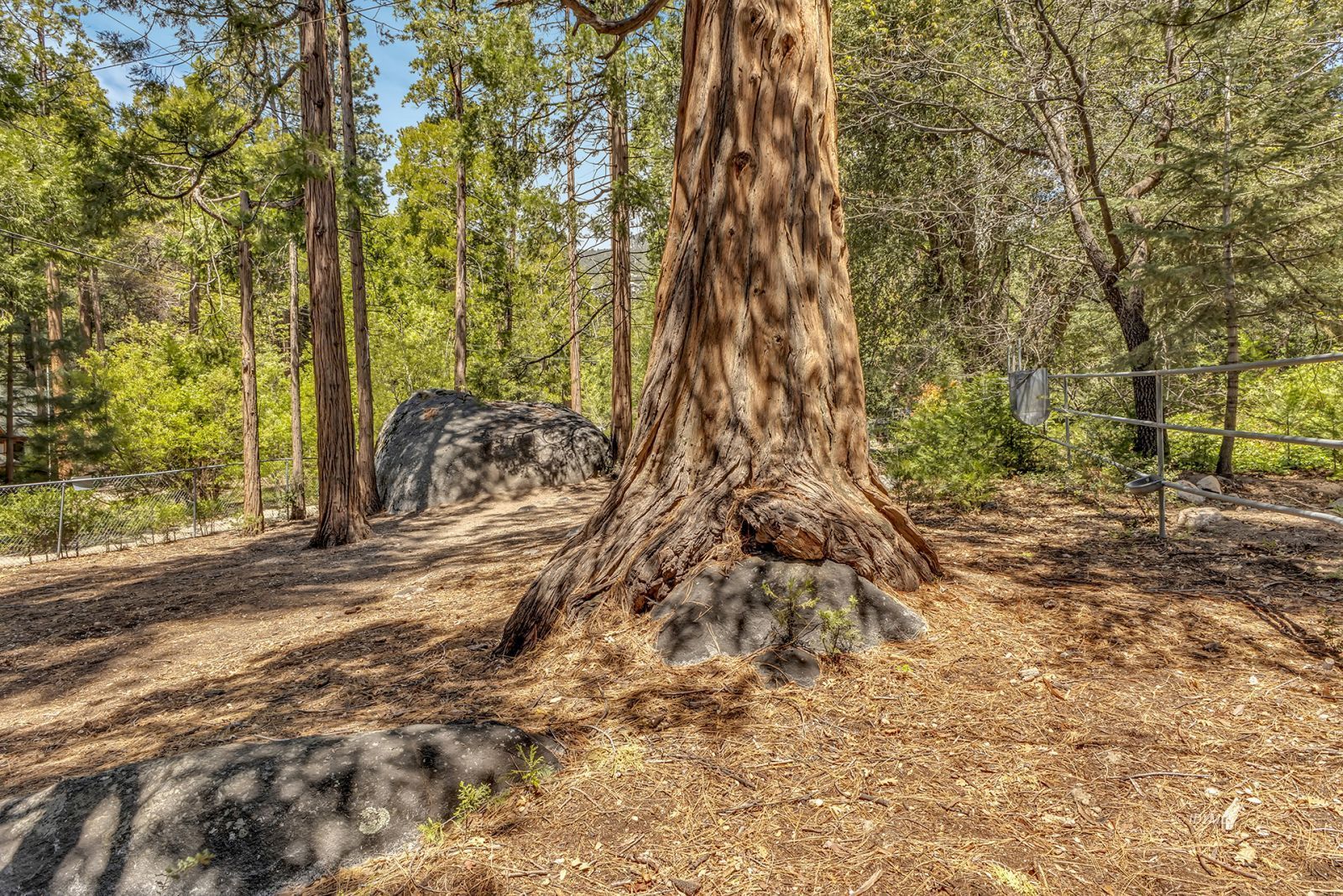 25100 Indian Rock Road Idyllwild, CA 92549 - Photo 66 of 75 a backyard of a house with large trees