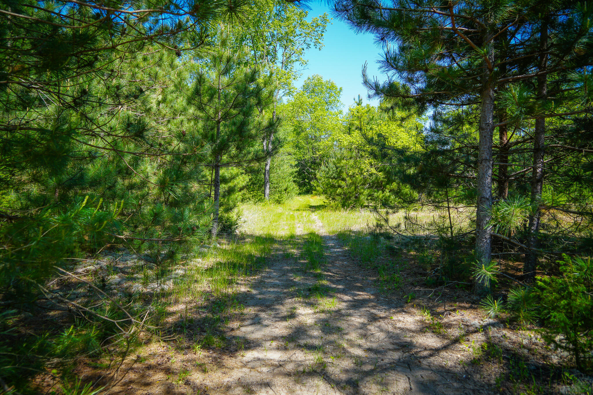 Parcel C Niemi Road Kaleva, MI 49645 - Photo 15 of 28 DSC00238
