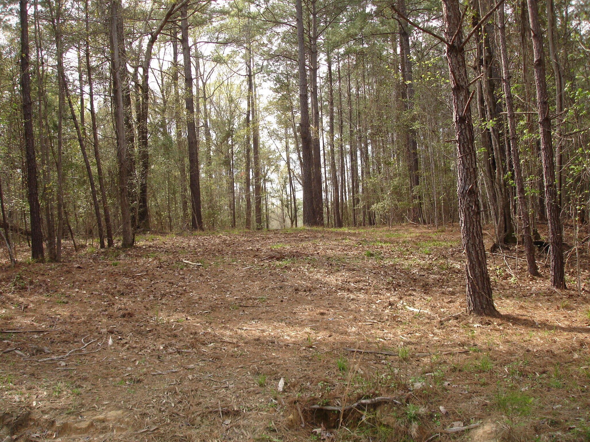 6161 Beaver Dam Road Aiken, SC 29805 - Photo 3 of 14 Beaver Dam Smith Lots (6)