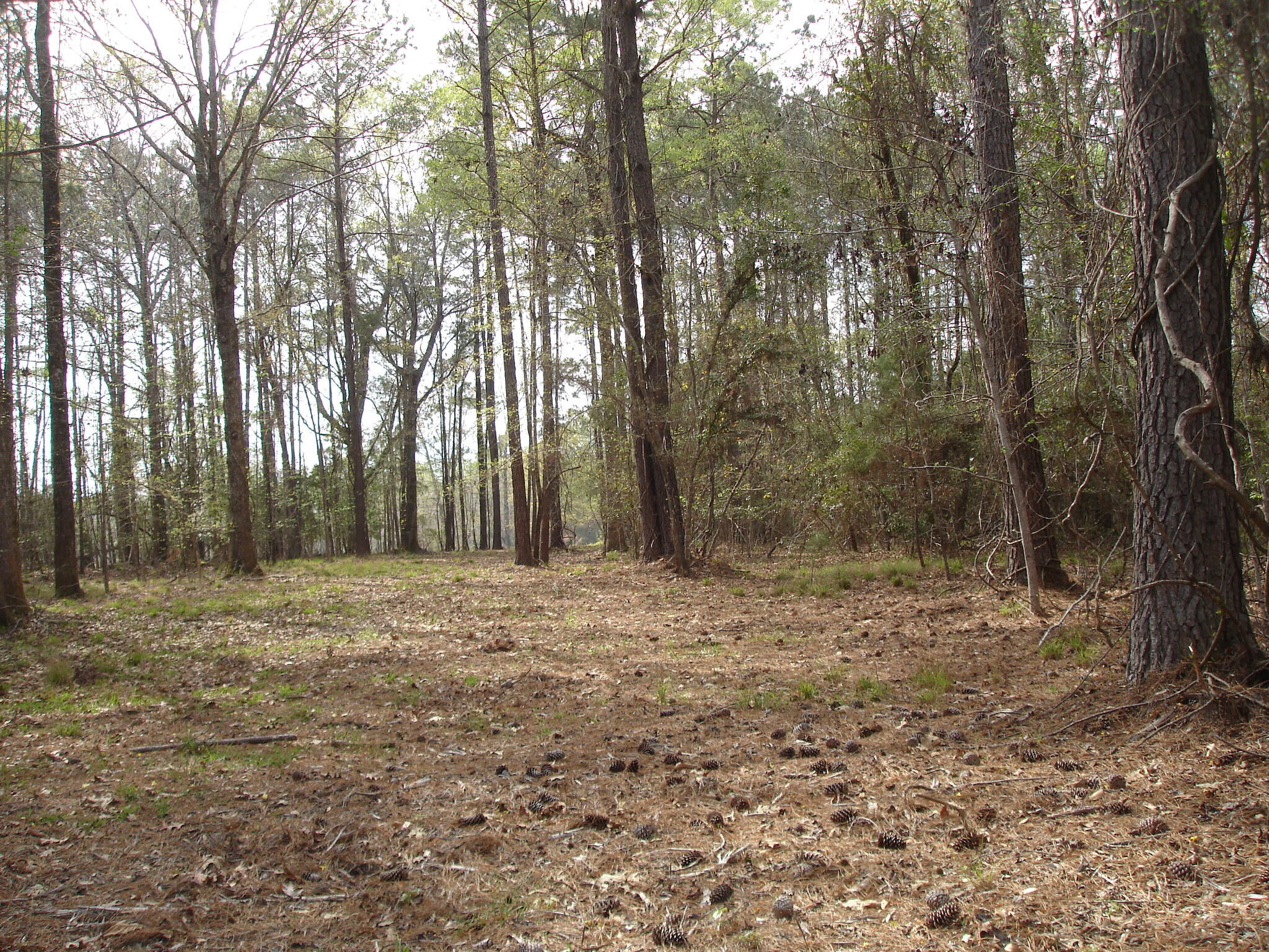 6161 Beaver Dam Road Aiken, SC 29805 - Photo 4 of 14 Beaver Dam Smith Lots (8)