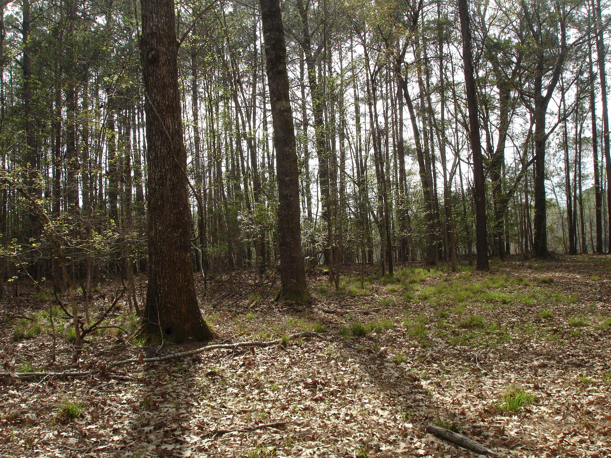 6161 Beaver Dam Road Aiken, SC 29805 - Photo 6 of 14 Beaver Dam Smith Lots (9)