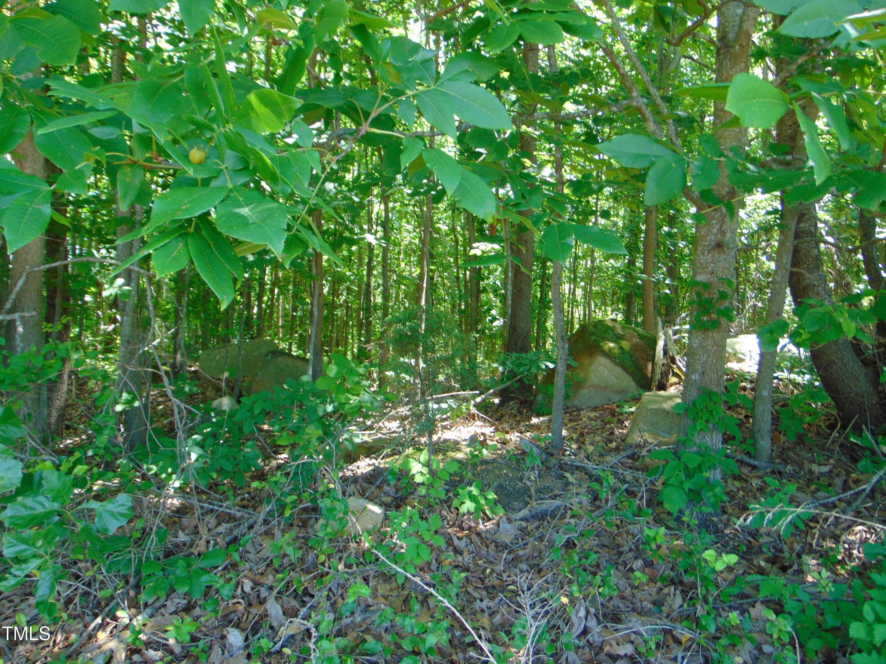 0 Virgilina Road Roxboro, NC 27574 - Photo 9 of 27 a view of a lush green forest