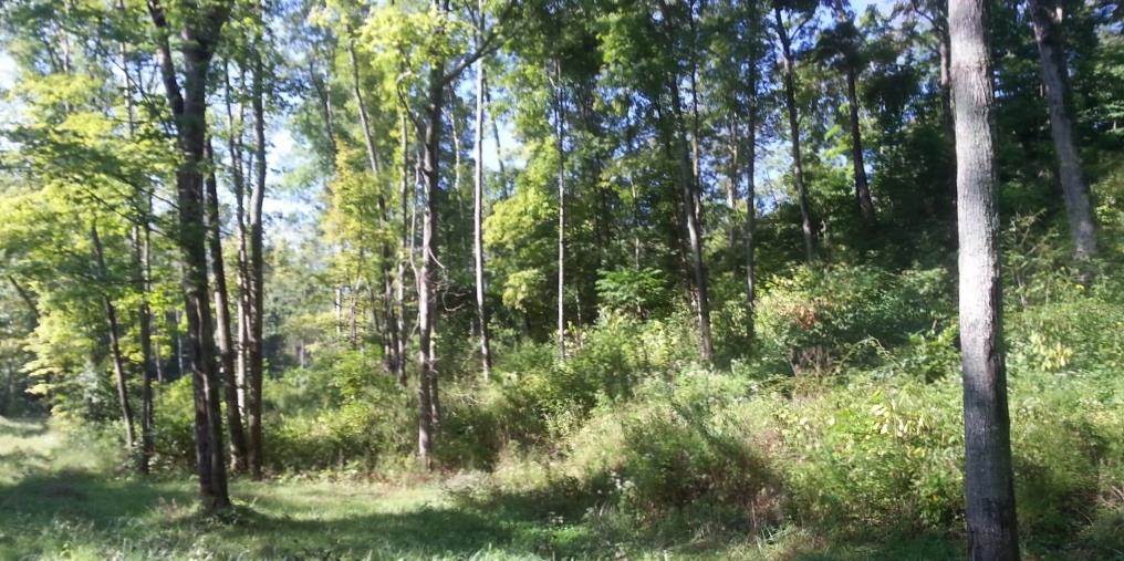 0 Emmons Ridge French Lick, IN 47581 - Photo 7 of 18
