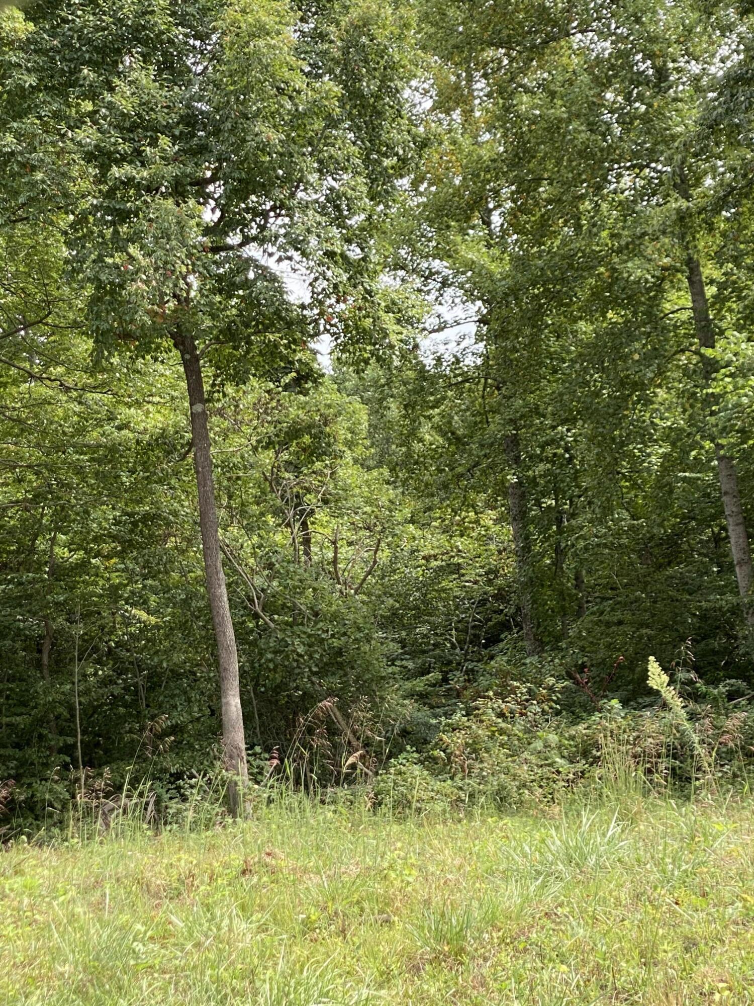 Lot D Greasy Ridge Road Waynesburg, KY 40489 - Photo 1 of 2 IMG_7430