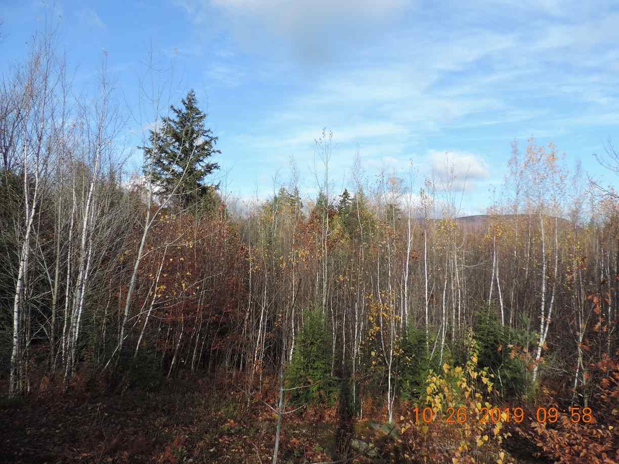 86 South Ridge Road Bradford, NH 03221 - Photo 5 of 9