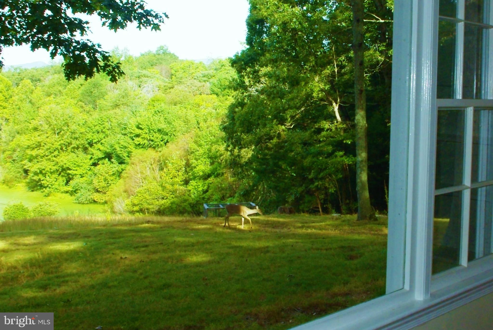 353 Aaron Mountain Road Castleton, VA 22716 - Photo 23 of 23 Unexpected morning visitor
