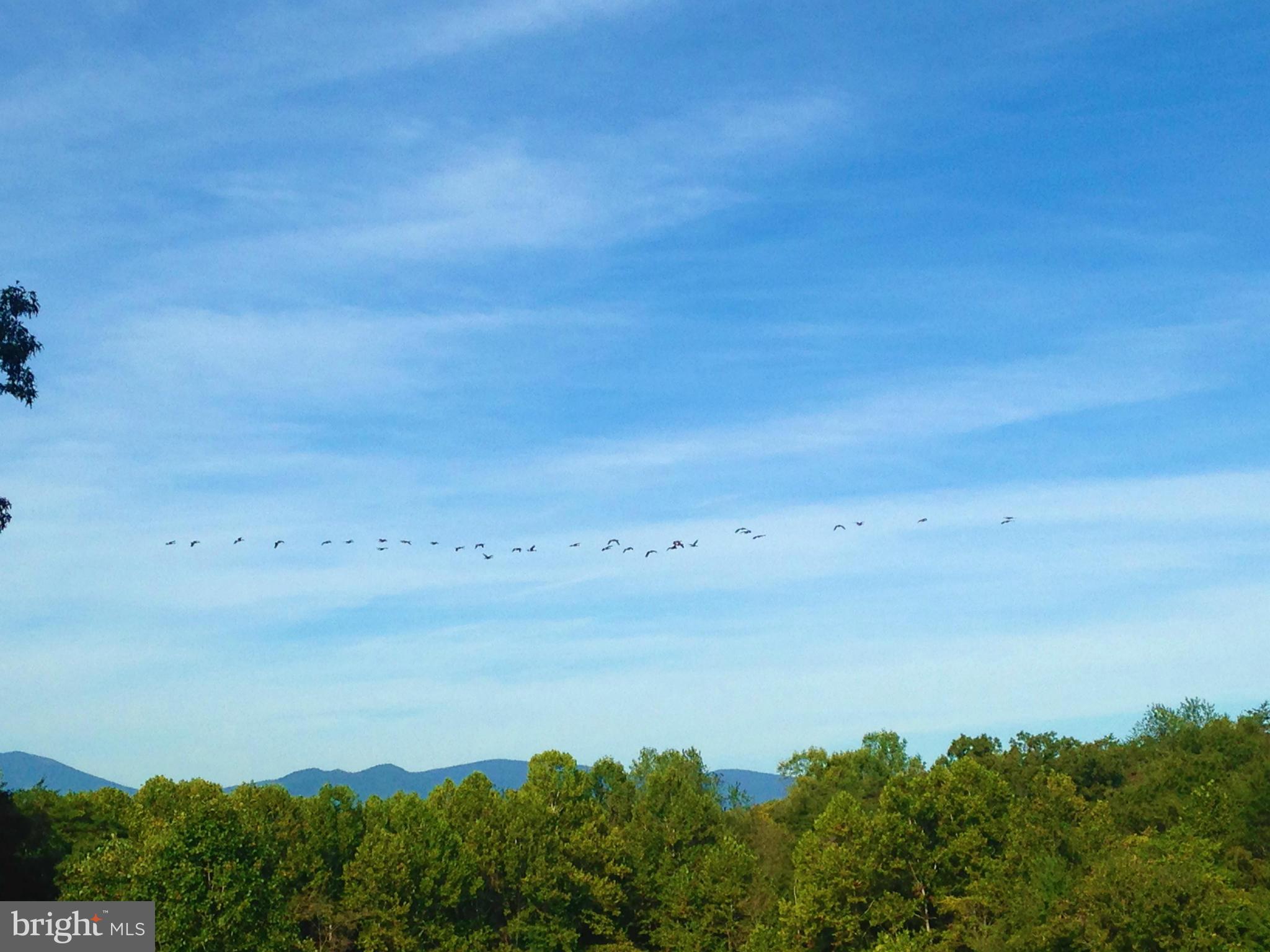 353 Aaron Mountain Road Castleton, VA 22716 - Photo 9 of 23 Canada geese flying by the Blue Ridge