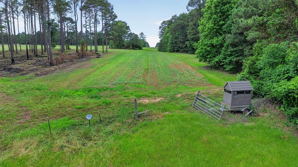 17665 Munnerlyn Chapel Road Ida, LA 71044 - Photo 28 of 28 Sunflower field