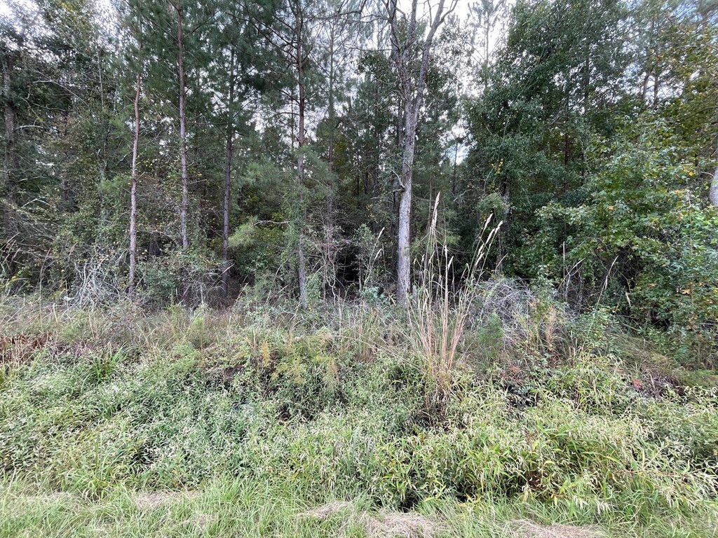 8890 Gibbs Road Lynchburg, SC 29080 - Photo 3 of 7 Gallery Image 3