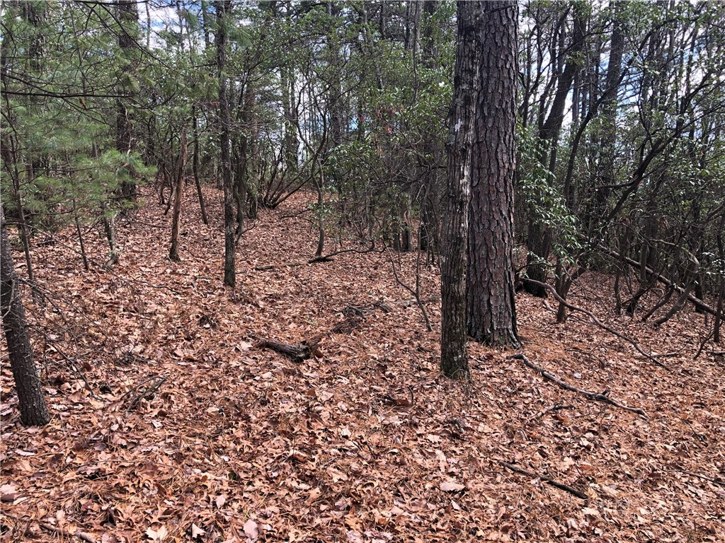 Lot 21 Bobcat Mountain Road Purlear, NC 28665 - Photo 17 of 46 a view of a forest with trees