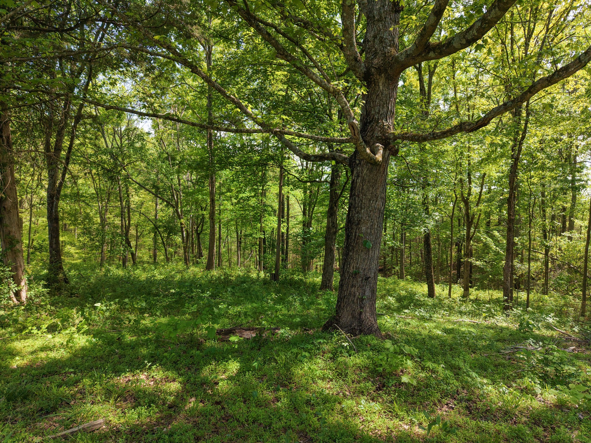 7194 Dice Lampley Road Fairview, TN 37062 - Photo 9 of 35 Gallery Image 9