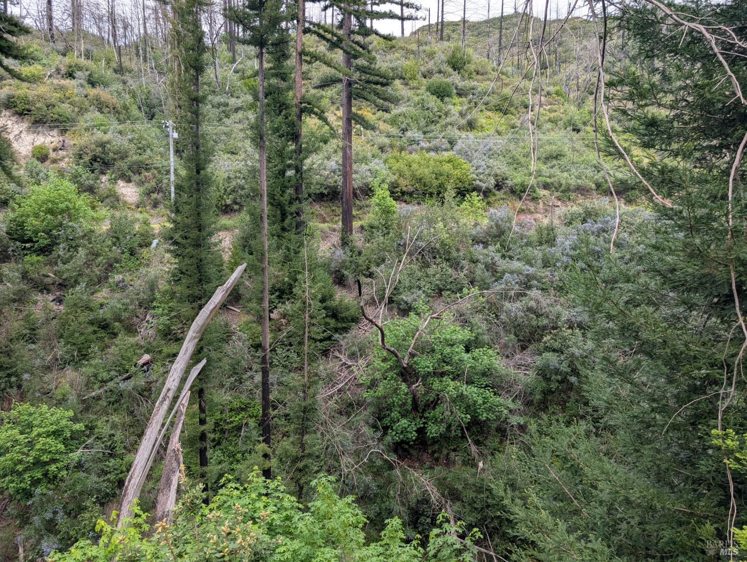 7580 St Helena Road Santa Rosa, CA 95404 - Photo 13 of 31 a view of a forest with a street