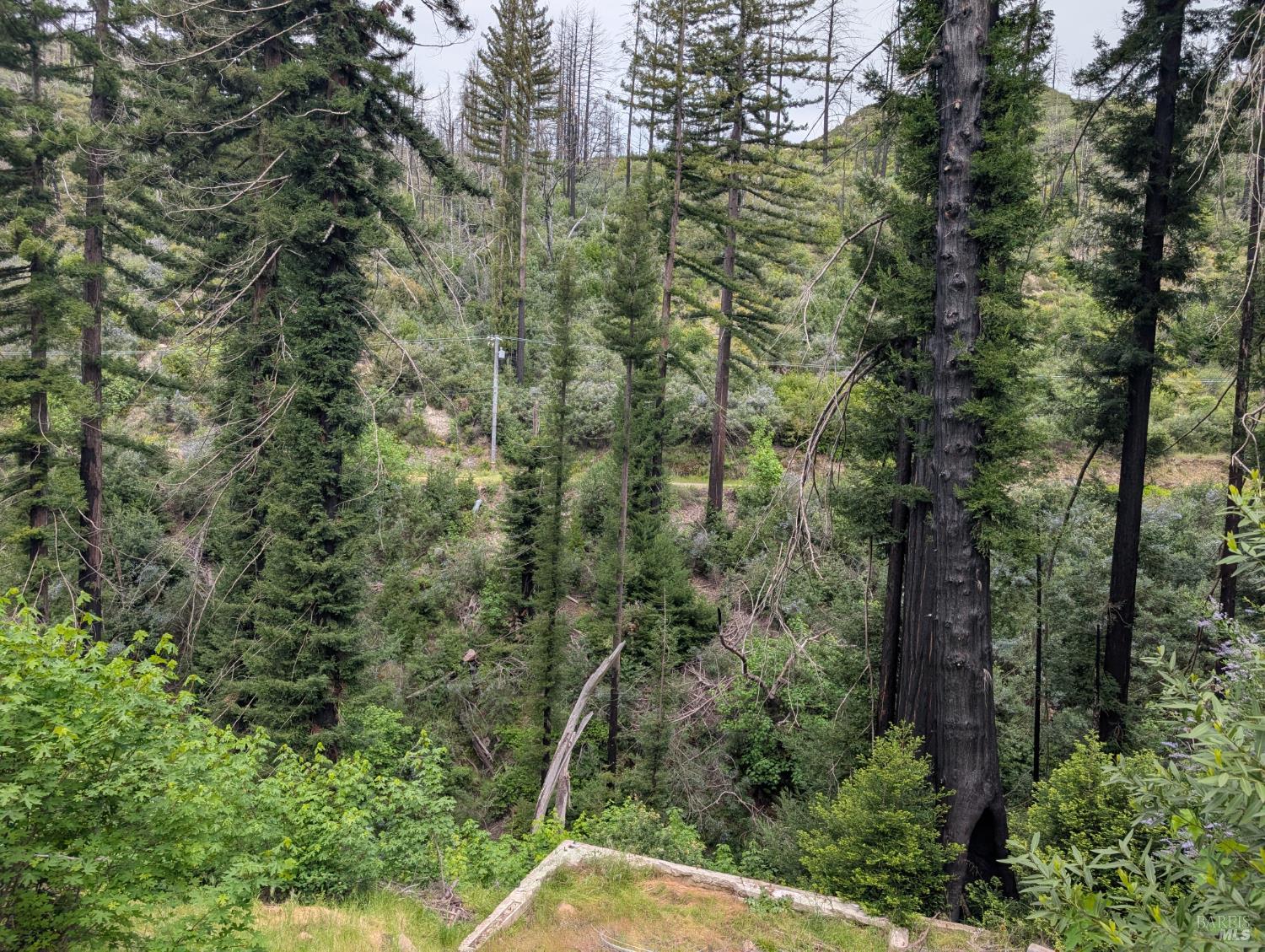 7580 St Helena Road Santa Rosa, CA 95404 - Photo 17 of 31 a view of a forest with a tree